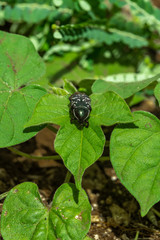 black bettle wide shot