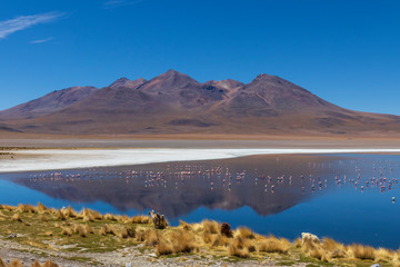 Laguna with flamingos on the altiplano in bolivia