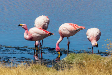 Laguna with flamingos on the altiplano in bolivia