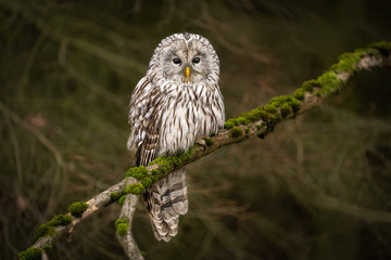 Amazing owl sitting calmly on a tree branch covered with green moss. Peaceful and lazy looking animal, yet dangerous bird of prey. Dark autumn forest atmosphere.