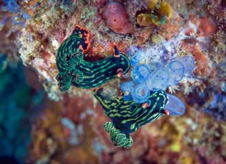 Two Nembrotha kubaryana nudibranch crawling on the coral. Underwater photography, Philippines.