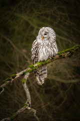 Amazing owl sitting calmly on a tree branch covered with green moss. Peaceful and lazy looking animal, yet dangerous bird of prey. Dark autumn forest atmosphere.