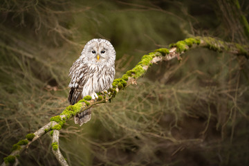 Amazing owl sitting calmly on a tree branch covered with green moss. Peaceful and lazy looking animal, yet dangerous bird of prey. Dark autumn forest atmosphere.