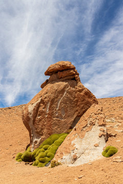 Azorella compacta . Typical moss  of the altiplano in Bolivia