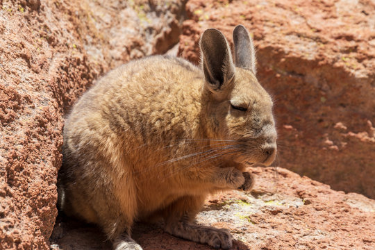 Viscache, Lagidium viscacia,  resting in the rocks on the altiplano in Bolivia.