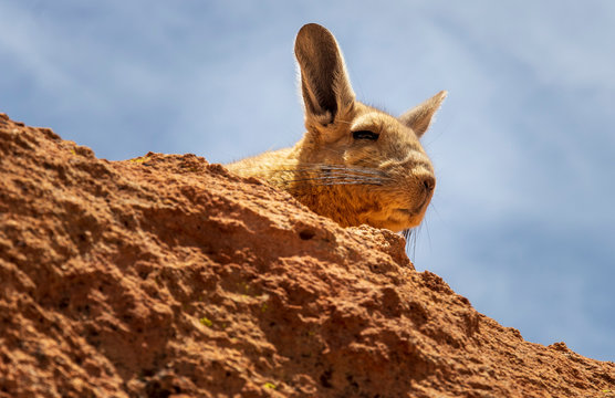 Viscache, Lagidium viscacia,  resting in the rocks on the altiplano in Bolivia.