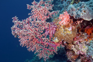 Fototapeta na wymiar Bush of soft coral from the family Alcyonacea. Underwater photography. Philippines.