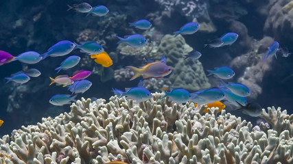 Naklejka na ściany i meble Tropical fish swim over hard corals. Underwater photography, Philippines.