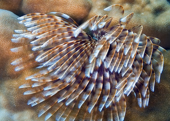 Naklejka na ściany i meble Underwater world of Philippines - sea worm spreads its tentacles. Underwater photography.