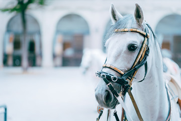 Portrait of the world famous Lipizzaner Stallion legendary White Stallions horse. Spanish Riding...