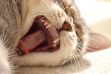 大きなあくびアップアメリカンショートヘアー