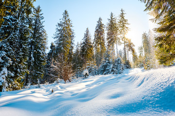 Fototapeta na wymiar Beautiful Christmas winter nature background with snowy fir trees. Amazing sunny winter landscape with sunset sunlight. Snow covered pine tree forest. New Year in Carpathian mountains, Ukraine.