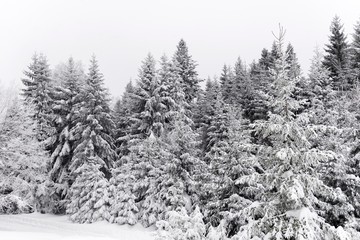 mountain snowy landscape of fir tree woods.