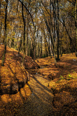 Naklejka premium Nice day light autumn forest landscape in Kiev Ukraine nature 