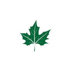 Sycamore leaf, detailed vector illustration