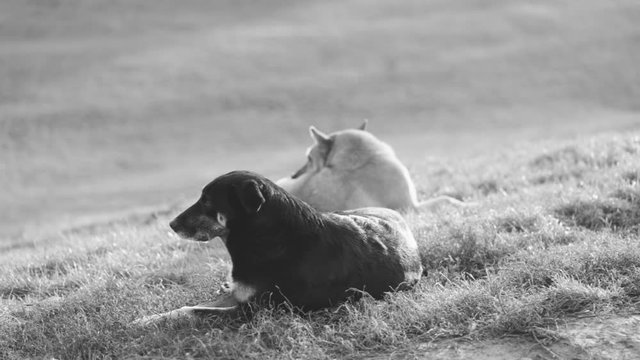 Closeup portrait of beautiful big stray dog relaxing laying on grass outdoors in soft golden sunset light. Real time black and white full hd video footage.