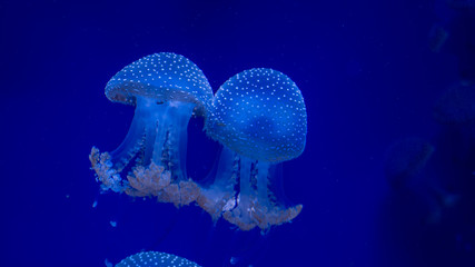 blue jellyfish in water