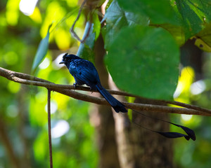 The greater racket-tailed drongo bird.