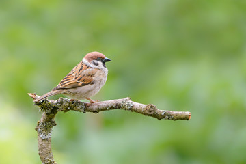 Feldsperling (Passer montanus)