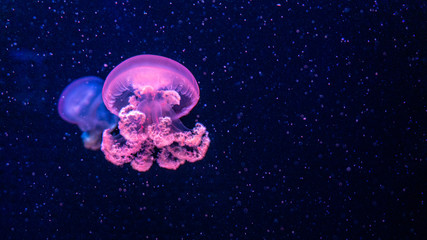 Naklejka na ściany i meble illustration of an jellyfish in blue background