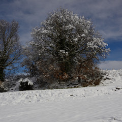 Arbusto entre nieve