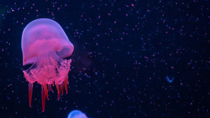 jellyfish in water © Oto