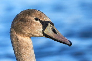 Head of a Mute Swan Cygnet ( Cygnus Olor )