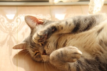 仰向けで片手を上げる猫アメリカンショートヘアー