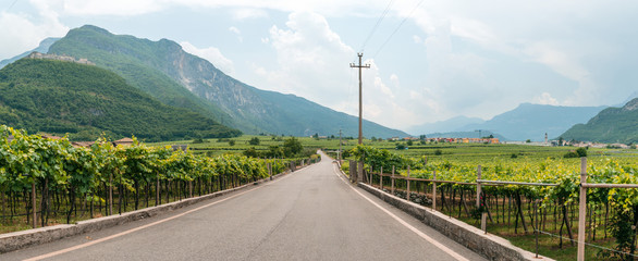 Panoramic view from road on grape fields, vineyards in the mountains of northern Italy. Summer day. Production of mountain varieties of wine Besenello