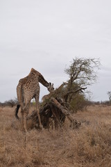 giraffe South Africa Kruger national park reserve nature