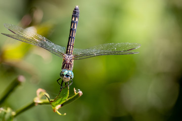 A front view of a female blue dasher with its tail sticking straight up at Yates Mill County Park in Raleigh, North Carolina. Could be a meme for tense or nervous.