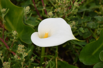 Beatiful calla garden South Africa