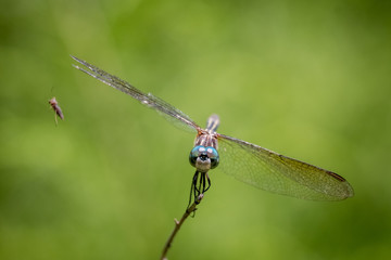 A female blue dasher decides to pass up on a would-be lunch as an insect flies by at Yates Mill County Park in Raleigh, North Carolina. Could be a meme for dieting.