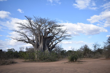 Milenial baobab Kruger National Park in South Africa