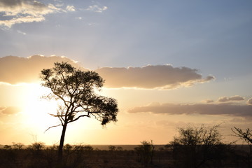 Fototapeta na wymiar Beautiful sunset in Kruger National Park in South Africa
