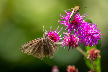 Focus on a Horace's duskywing butterfly sharing a bloom with a fierly skipper in the background at Yates Mill County Park in Raleigh, North Carolina.