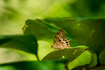 A northern pearly-eye butterfly  rests on a leaf in the forest at Yates Mill County Park in Raleigh, North Carolina.