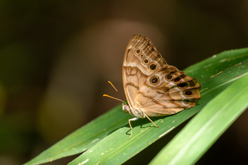 A southern pearly-eye butterfly rests on a cane leaf in the forest at Yates Mill County Park in Raleigh, North Carolina.