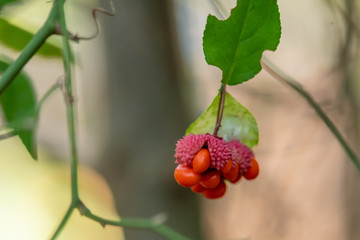 Closeup of the fruit or seed pod of a strawberry bush, also called hearts-bustin'-with-love, at Crowder Park in Apex, North Carolina.
