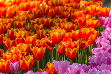 tulip flower in winter 