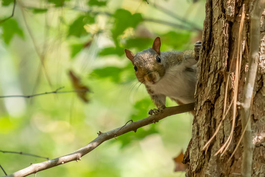 A curious cute little squirrel peeks around a tree trunk at Crowder Park in Apex, North Carolina. Could be a meme for nosy or listening in on gossip.