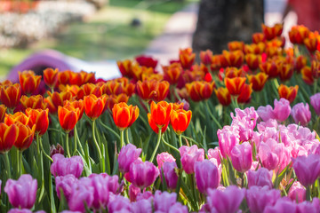 tulip flower in winter 