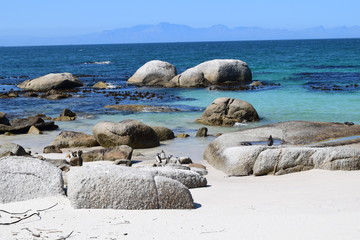 Beautiful penguins in Boulders beach South Africa © A_laia