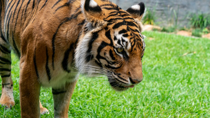 Sumatran tiger looking at something off frame close up