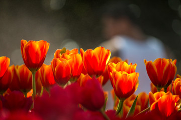 Fototapeta premium tulip flower in winter 