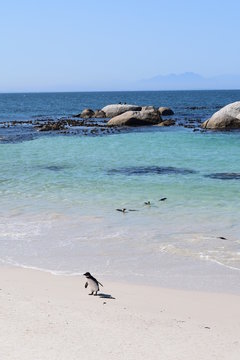 Beautiful penguin in Boulders beach in South Africa