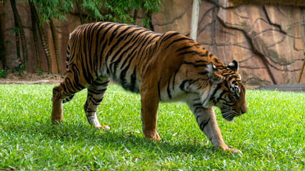 Sumatran tiger prowling full body shot left to right of frame