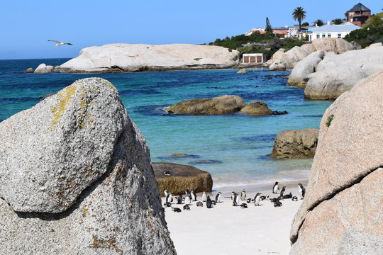 Beautiful Penguins In Boulders Beach South Africa