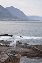 seagull on a hill South Africa coast