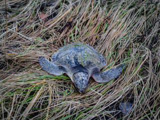 A Dead Kemps Ridley Sea Turtle On The Grass